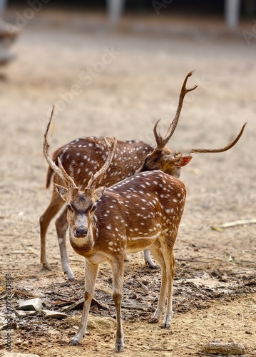 Pair of spotted axis deer bucks alert and observing their surroundings in an open forest clearing