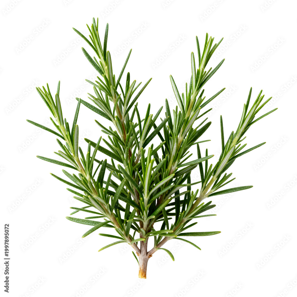 Fototapeta premium [Transparent Background PNG]Fresh Rosemary Herb Sprigs on White Background