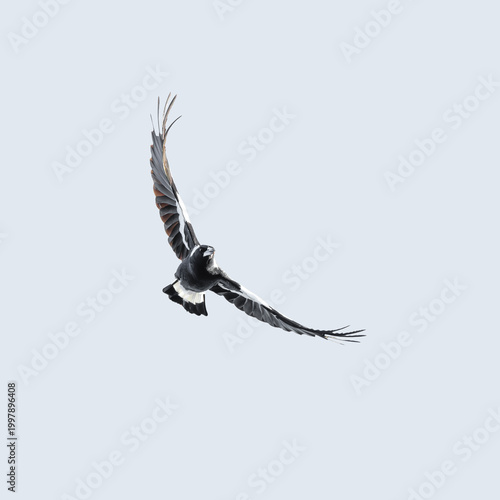 Australian Magpie also called Gymnorhina tibicen.