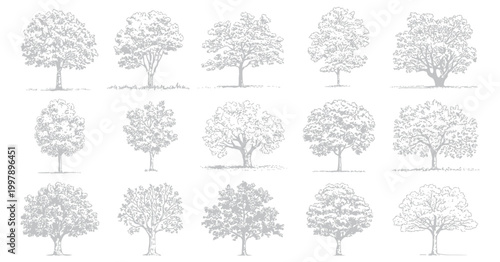 Photos Deciduous Trees, Black and White Line Art Set with Textured Foliage and Visible