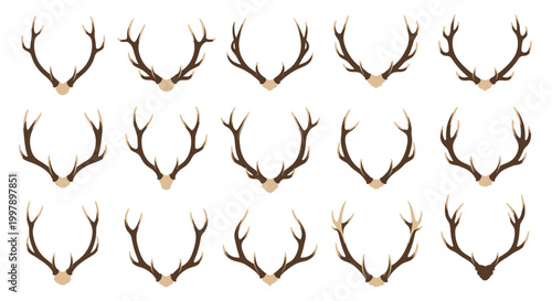 Photos Collection of Deer Antlers on White Background - Vector Graphic