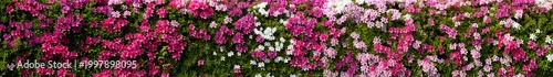 Tokyo, Japan - April 25, 2026: Live fence of Colorful azalea flowers 