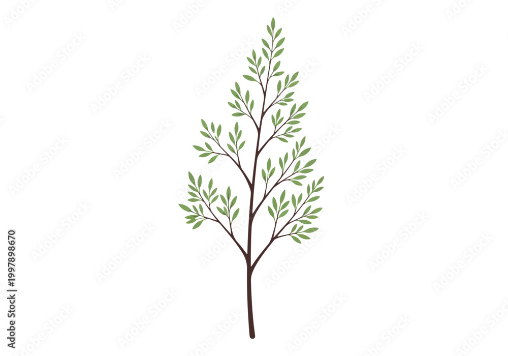 Fototapeta premium Delicate Branch with Small Green Leaves on White Background.