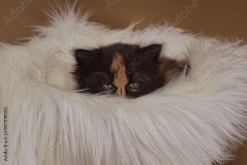 Black, orange and white persian kitten peeking behind the furry rug