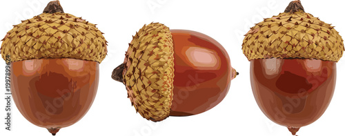 Set of realistic acorns vector illustration featuring detailed oak tree nuts with textured caps isolated for autumn nature forest and botanical design