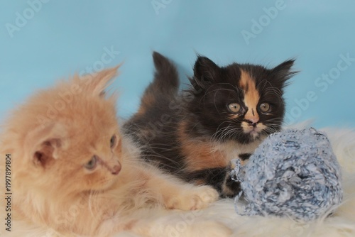 Cute kittens play with blue ball of yarn