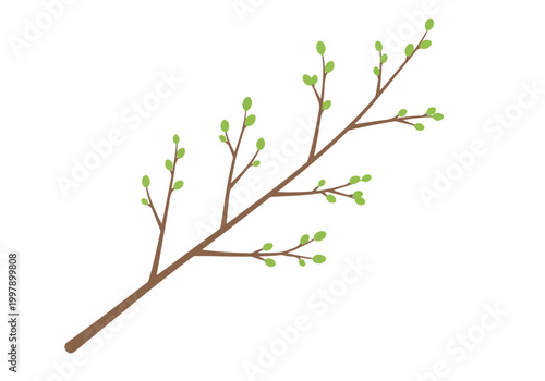 A delicate branch with new spring buds emerging.