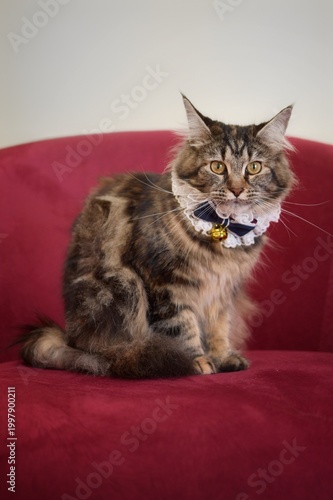 Portrait of a mainecoon cat on a red sofa wearing cute collar