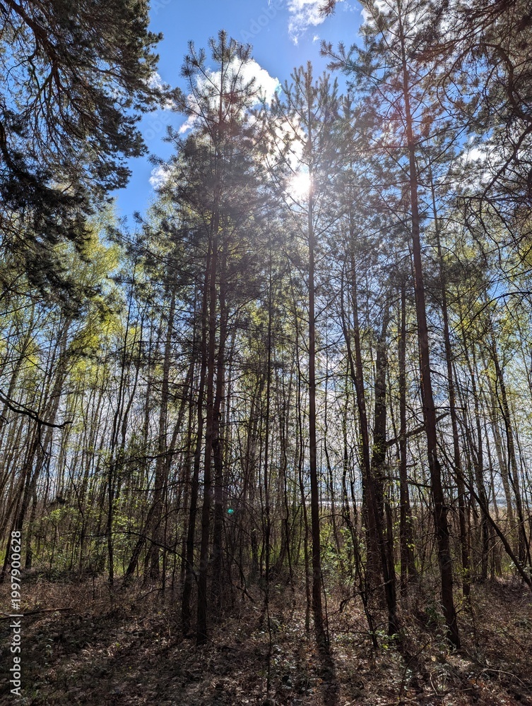 Fototapeta premium forest in autumn