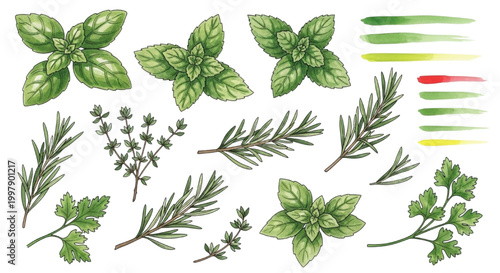 Fresh aromatic herbs and spices illustration for culinary and design purposes