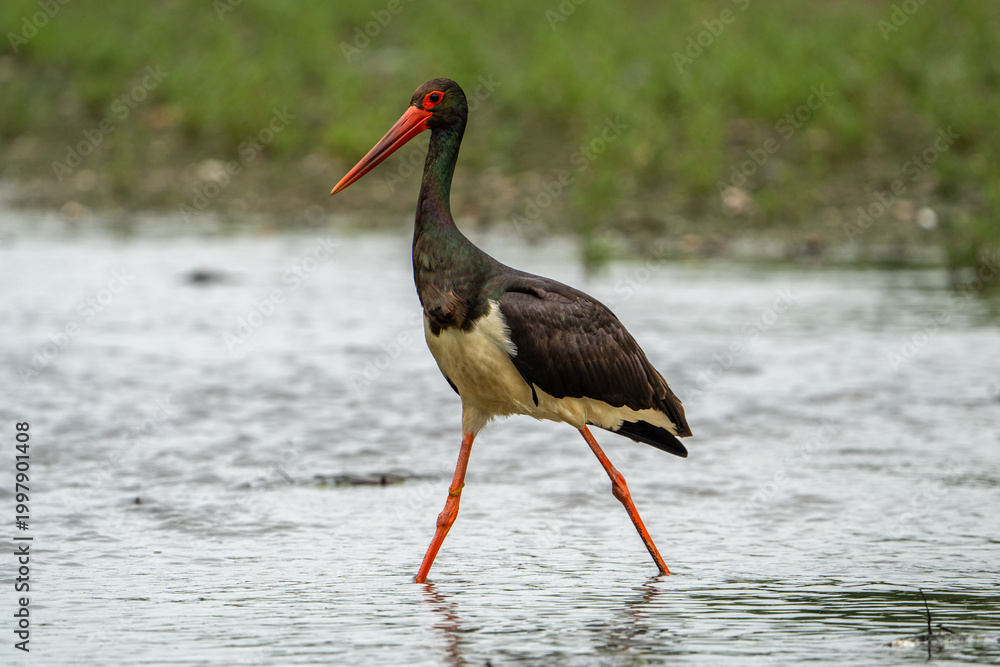 Obraz premium Black stork