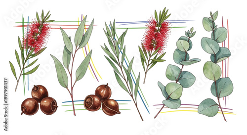 Botanical illustration of eucalyptus leaves, bottle brush flowers, and macadamia nuts