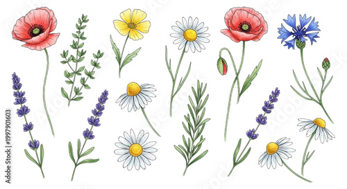 Hand-painted Watercolor Botanical Collection Featuring a Variety of Wild Flowers and Aromatic Herbs