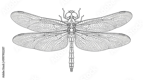Detailed illustration of a dragonfly with spread wings viewed from above
