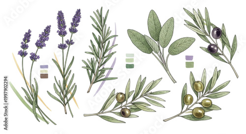Collection of Lavender, Rosemary, Olive branches with leaves and olives