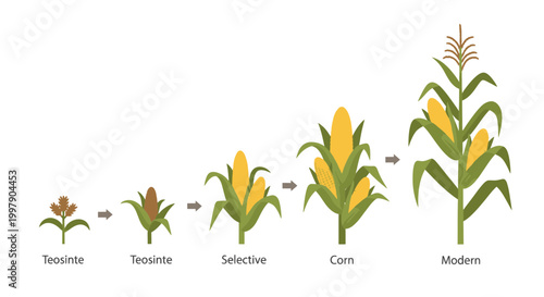 Corn Evolution Illustration: Teosinte to Modern Corn Plants