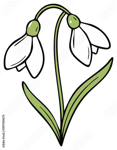 Delicate Spring Snowdrop Flowers with Green Leaves Isolated Vector Illustration