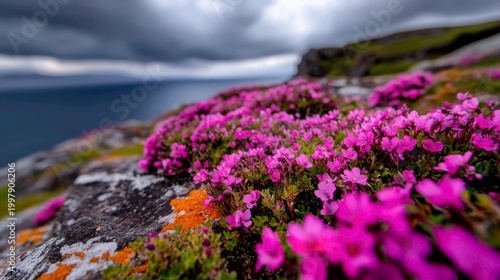 wide-shot looking across a windswept coastal cliff. Tough, salt-resistant herbs like sea thrift and wild thyme cling to the rocky ground