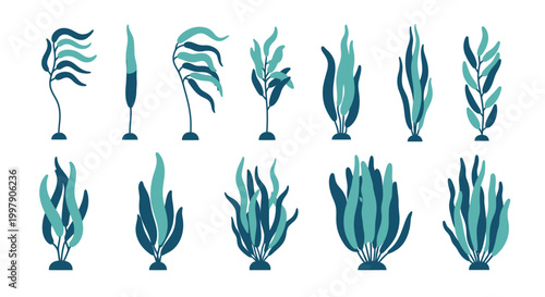 Set of diverse seaweed and underwater plants illustrations, isolated on white background