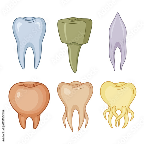 Set of Diverse Tooth Illustrations: Healthy, Damaged, and Root Structures