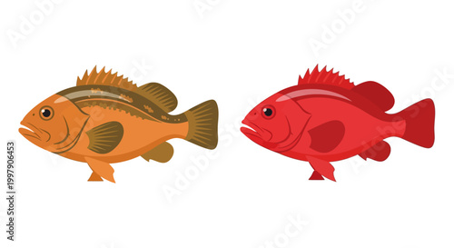 Two Colorful Fish, Orange and Red, Isolated on White Background