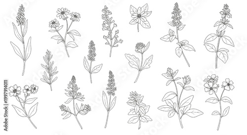 Collection of Botanical Illustrations Featuring Various Herbs and Wildflowers