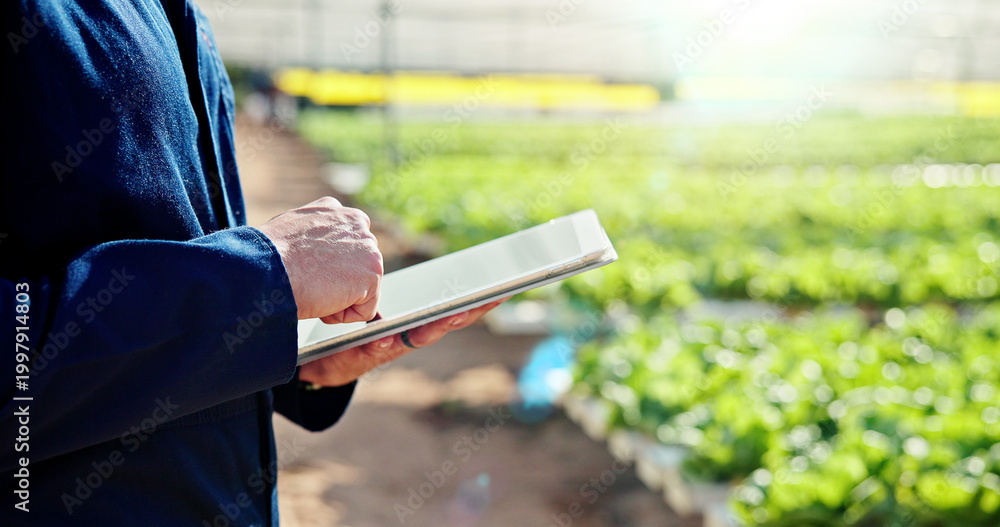 Obraz premium Agriculture, hands or farmer with tablet in greenhouse, horticulture research or pest control advice. Harvest report, farming or person with tech for crop growth info, internet or sustainability tips