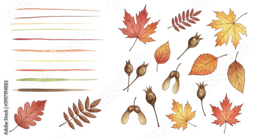 Diverse Watercolor Autumnal Elements Collection Featuring Colorful Foliage, Berries, and Hand-Painted Lines