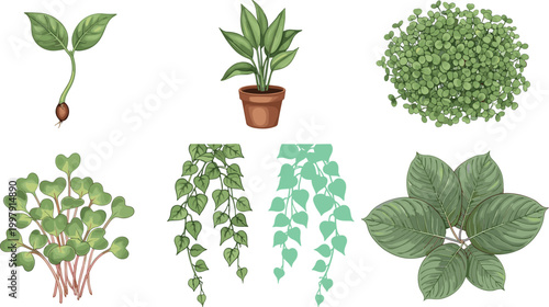 Indoor houseplants collection with potted plants leafy vines sprouts and decorative greenery botanical illustration set isolated