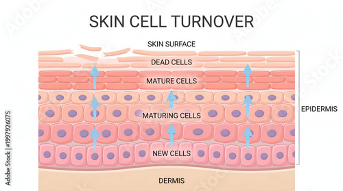 Skin Cell Turnover A Detailed Illustration of the Epidermis and Dermis Layers