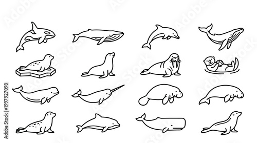 Various Sea Mammals Line Drawings.