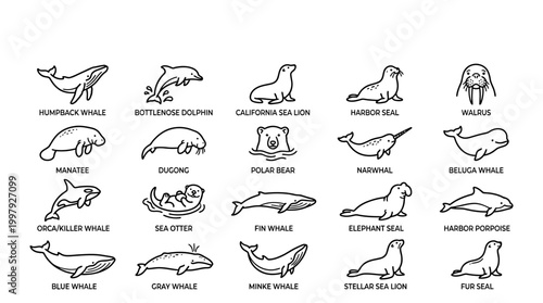 Various Whale Species Line Drawings.