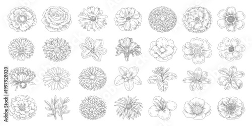 Black Sketch of Flowers Isolated on White Background. Set of flowers vector illustration of a plant design hand draw flower set design