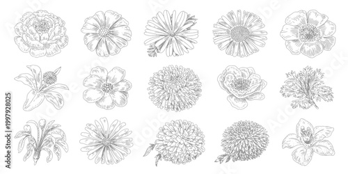 Black Sketch of Flowers Isolated on White Background. Set of flowers vector illustration of a plant design hand draw flower set design