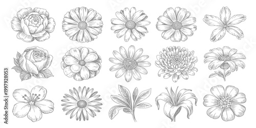 Black Sketch of Flowers Isolated on White Background. Set of flowers vector illustration of a plant design hand draw flower set design