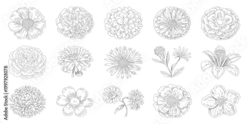 Black Sketch of Flowers Isolated on White Background. Set of flowers vector illustration of a plant design hand draw flower set design