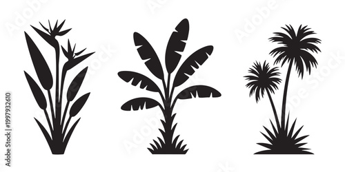 Exotic Tropical Palm Tree and Bird of Paradise Silhouettes