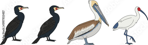 Diverse aquatic bird species vector set featuring great cormorant, brown pelican, and white ibis in side profile for nature wildlife education, ornithology, and zoo animal illustrations.