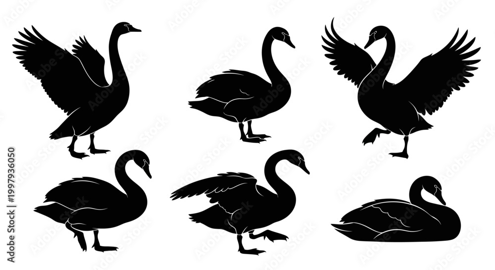 Obraz premium Black Swan Silhouettes Set in Various Poses ? Elegant Wildlife Vector