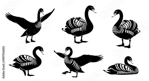 Black Swan Silhouette Set, Vector Animal Illustrations