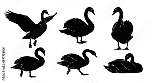 Black Swan Silhouette Vector Collection Set