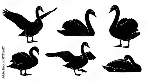 Black Swan Silhouettes Set ? Elegant Bird Poses for Design Projects