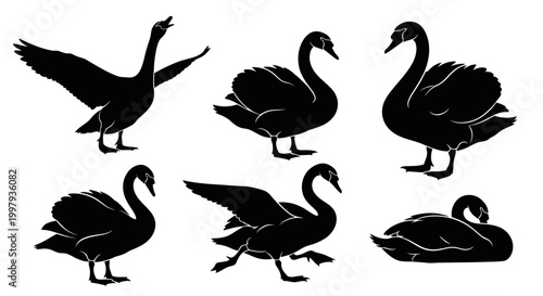 Black Swan Silhouettes Set in Various Poses ? Elegant Wildlife Vector