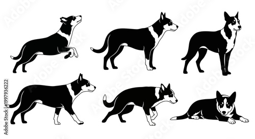 Border Collie Dog Silhouettes in Various Poses ? Vector Illustration