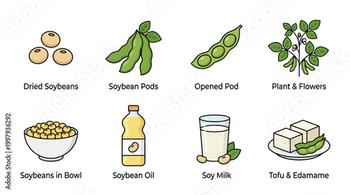 A comprehensive illustrated guide showcasing the various stages of soybean growth and its diverse range of derived food products.