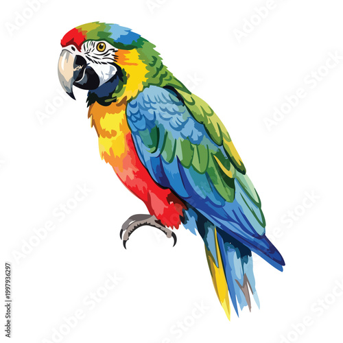 Colorful parrot bird with white background tropical