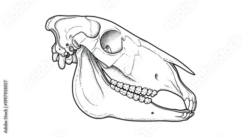 Detailed illustration of an animal skull with teeth and jawbone on white background
