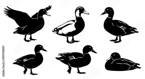 Duck Silhouettes Set: Vector Collection of Mallard Poses