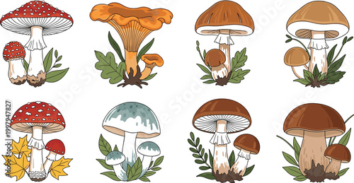 Colorful Wild Mushroom and Forest Fungi Botanical Vector Illustration Set with Detailed Hand Drawn Toadstool and Leaf Nature Collection