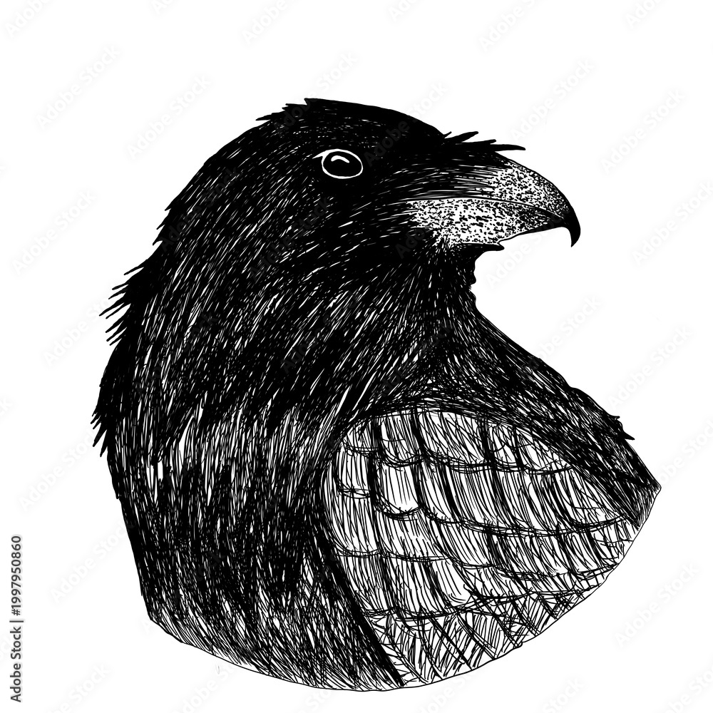 Fototapeta premium Crows are often associated with myths of bad omens, death, and black magic because of their black color and eerie, hoarse voice.